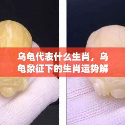 乌龟象征的生肖运势解读,深度解析乌龟代表的生肖意义