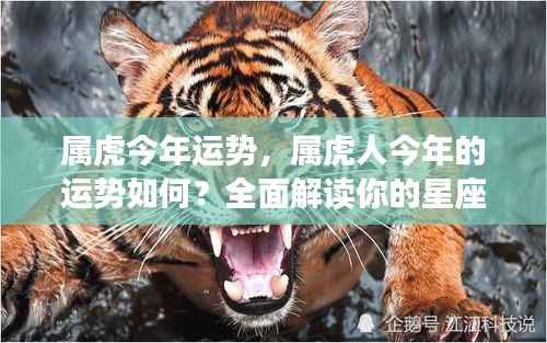 属虎人今年运势大解析,全面解读星座运势走向