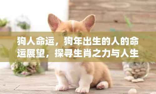狗年出生人的命运展望,生肖之力与人生轨迹的交融探寻