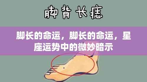 星座运势中的微妙暗示,脚长与命运的联系