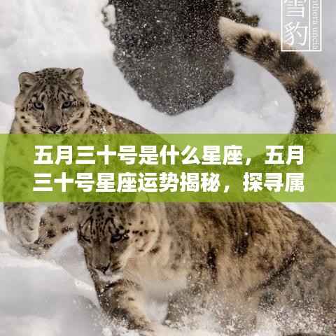 五月三十号星座运势揭秘,探寻属于你的星辰轨迹,掌握未来运势走向