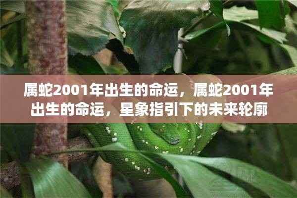 属蛇2001年出生命运展望,星象指引下的未来轮廓揭秘