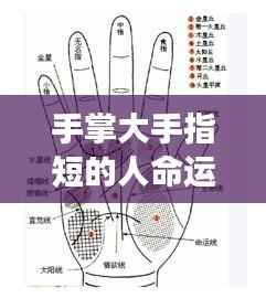 手掌大手指短的人命运解析,手相中的命运密码探索