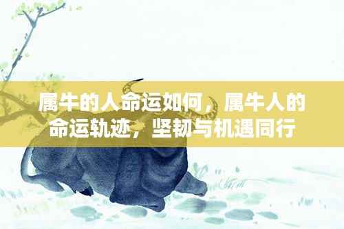 属牛人的命运轨迹,坚韧与机遇并存