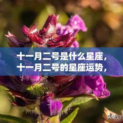 揭秘十一月二号天蝎座运势,机遇与挑战并存,星座神秘面纱下的秘密解读