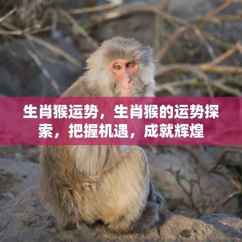 生肖猴运势揭秘,把握机遇,成就辉煌人生