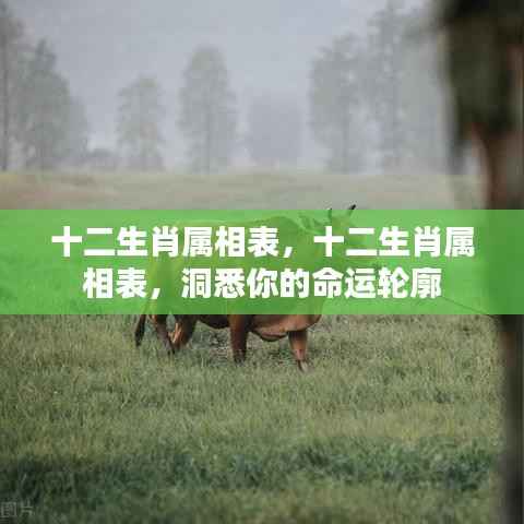 十二生肖属相表,揭秘命运之轮