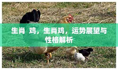 生肖鸡,运势展望与性格深度解析