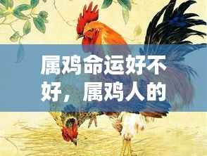 属鸡人的命运详解,曙光初照,命运波折与转机解析