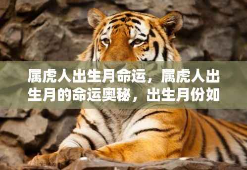 属虎人出生月命运揭秘,性格与未来如何被出生月份塑造?
