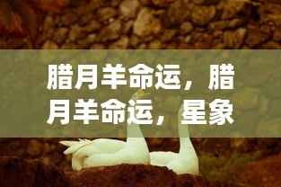 腊月羊命运,星象指引下的命运展望解析