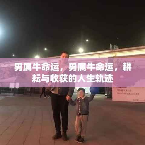 男属牛命运,耕耘与收获的人生轨迹探索