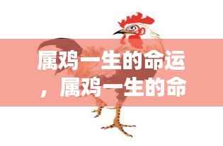 属鸡人的命运探索,吉祥之禽在命运之轮中的轨迹