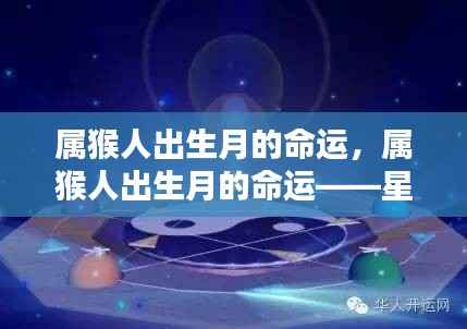星辰指引下的命运篇章,属猴人的出生月与命运解析
