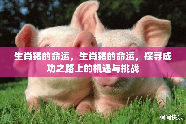 生肖猪的命运探索,机遇与挑战并存的成功之路