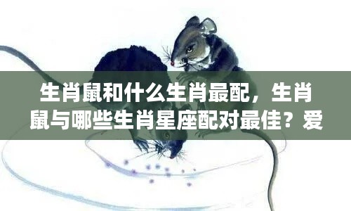 揭秘生肖鼠的最佳配对组合,爱情事业双丰收的星座配对解析