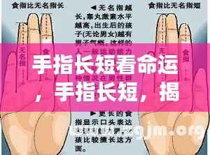 手指长短揭示命运之谜,微观之手相探秘之旅