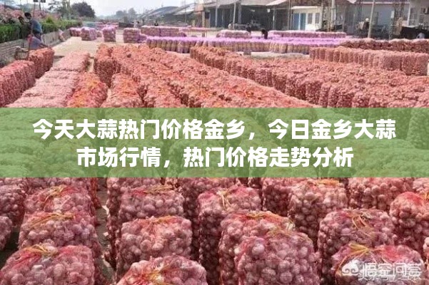 金乡大蒜市场行情解析,今日热门价格与走势分析