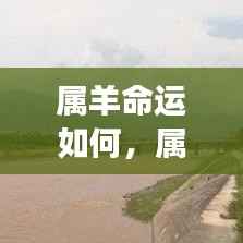 属羊人的命运轨迹,星辰之力与人生交汇的探寻