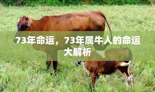 73年属牛人的命运全面解析,生肖与命运深度探讨