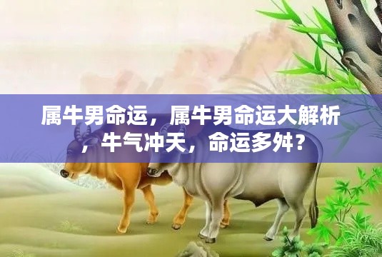 属牛男的命运深度解析,波折与机遇并存