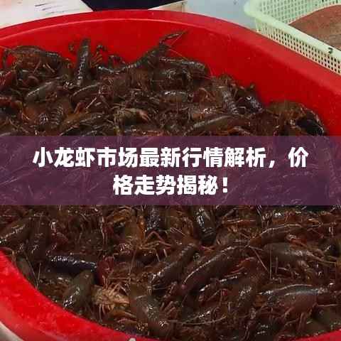 小龙虾市场最新行情解析,价格走势揭秘!