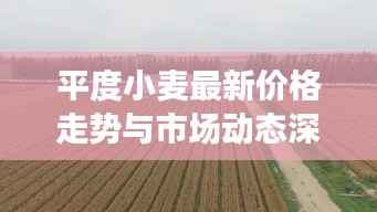 平度小麦最新价格走势与市场动态深度解析