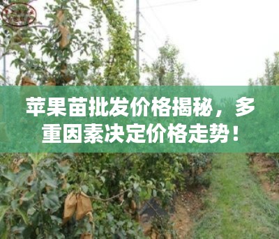 苹果苗批发价格揭秘,多重因素决定价格走势!