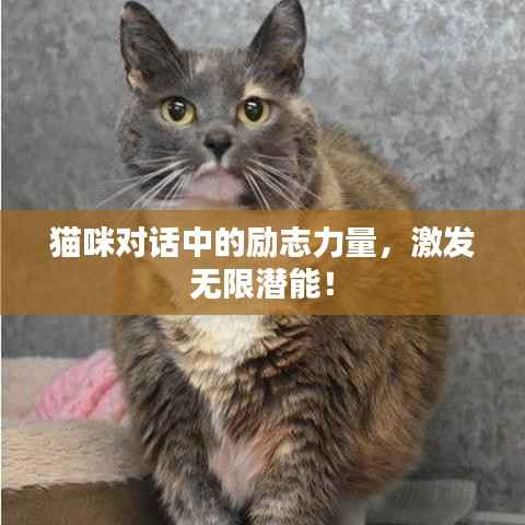 猫咪对话中的励志力量,激发无限潜能!