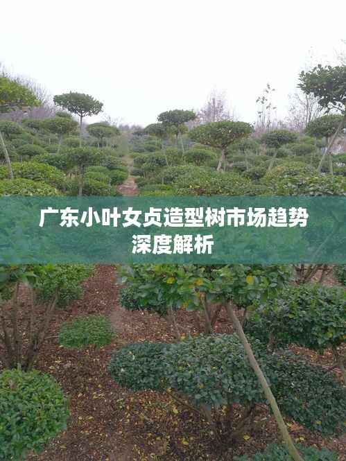 广东小叶女贞造型树市场趋势深度解析